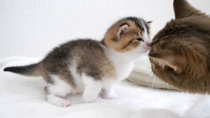 猫の親子