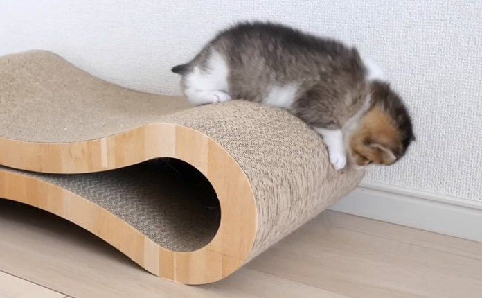 高いところに登った子猫