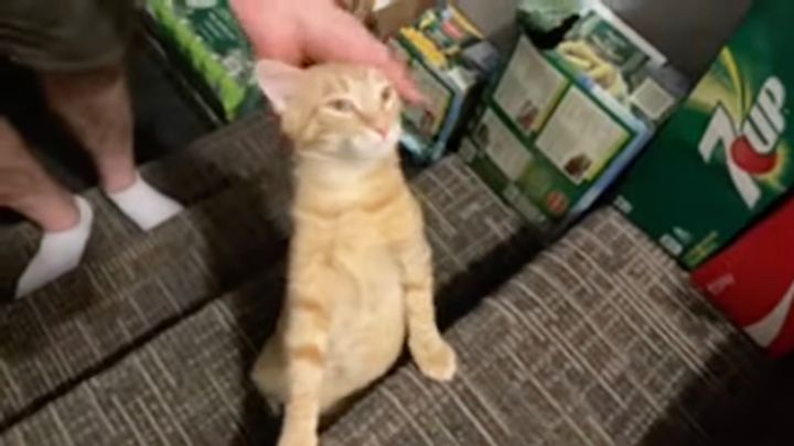 ゴロゴロの音で人を操る猫、猫背を伸ばしてナデナデを所望