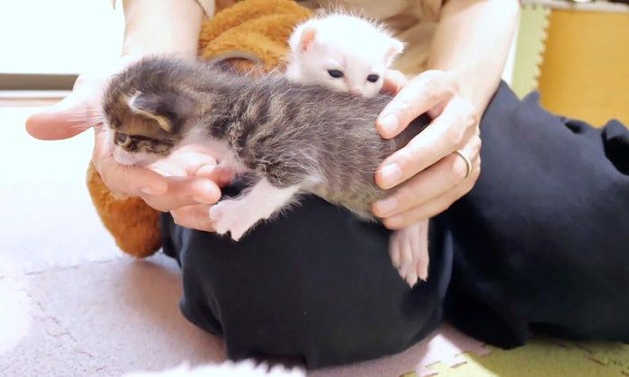 指を吸う子猫達