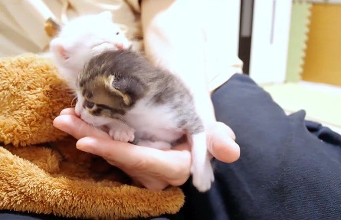 膝の上で甘える子猫達