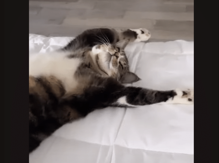 猫さんの気持ちよさそうなお昼寝♡ 人間のようにベッドでのびのび。