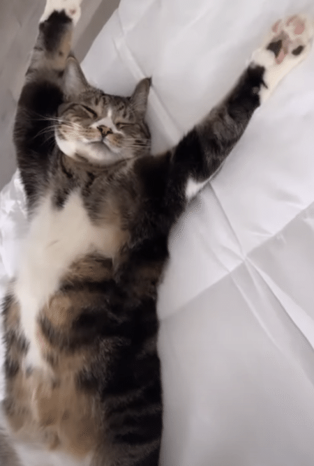 猫さんの気持ちよさそうなお昼寝♡ 人間のようにベッドでのびのび。