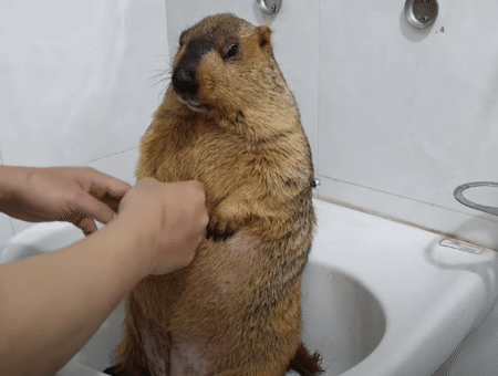 マーモットの全身マッサージ！ されるがままの姿が可愛い♡