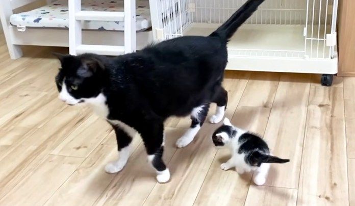 先住猫に近づく子猫