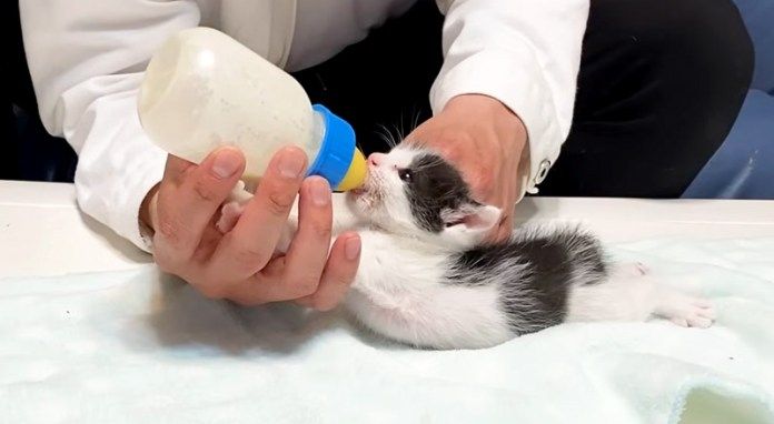 ミルクを飲む子猫