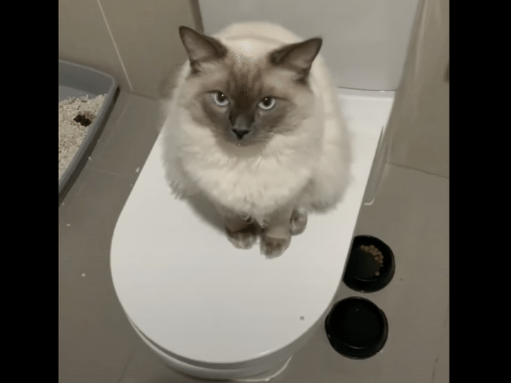 トイレ使わせてください。猫「ご主人じゃニャいとダメ！」