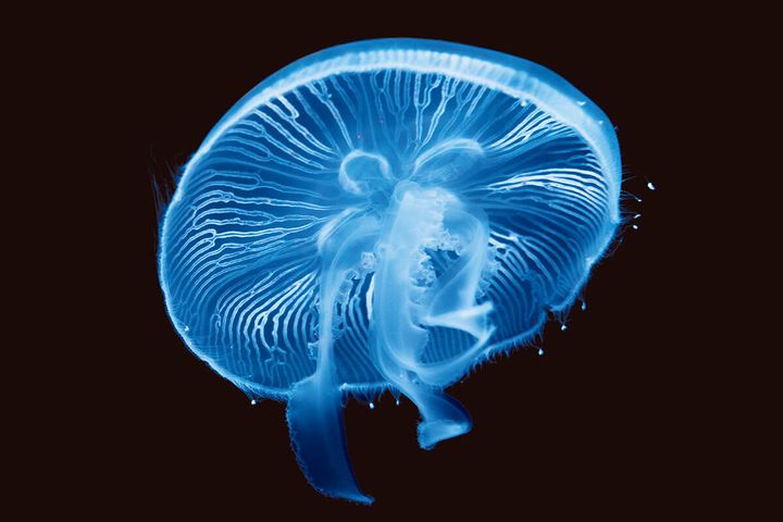 ミズクラゲ