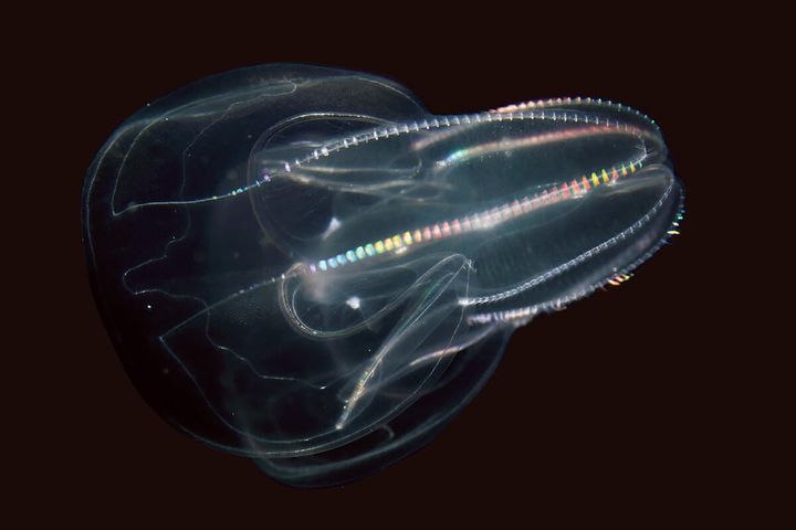 カブトクラゲ