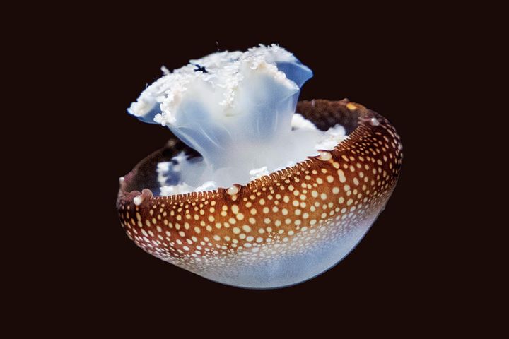 キャノンボールジェリー