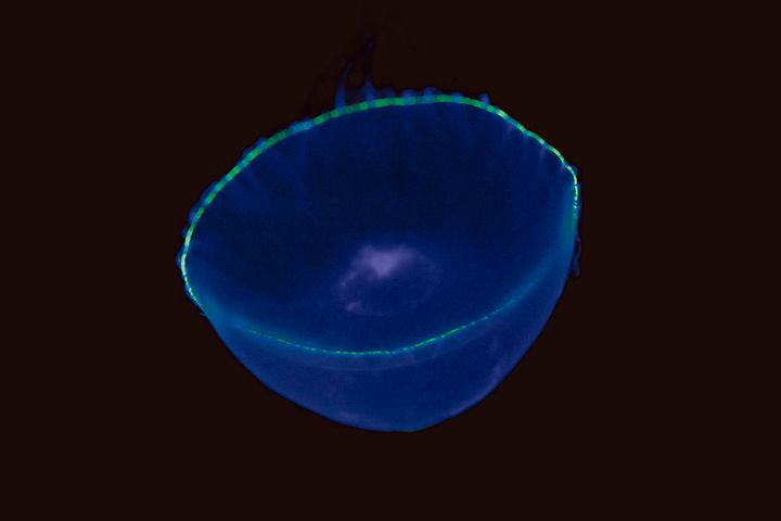 オワンクラゲ