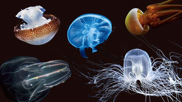 キャノンボールジェリー、カブトクラゲ、ミズクラゲ、ビゼンクラゲ、カミクラゲ