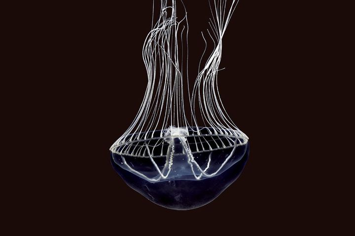 ギヤマンクラゲ