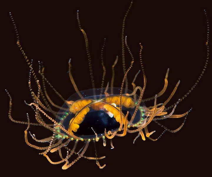 カギノテクラゲ