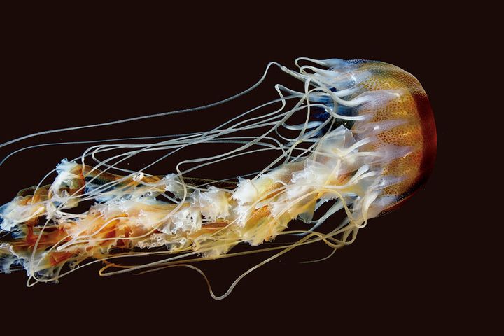 アトランティックシーネットル