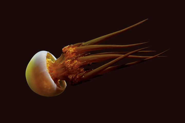 ビゼンクラゲ