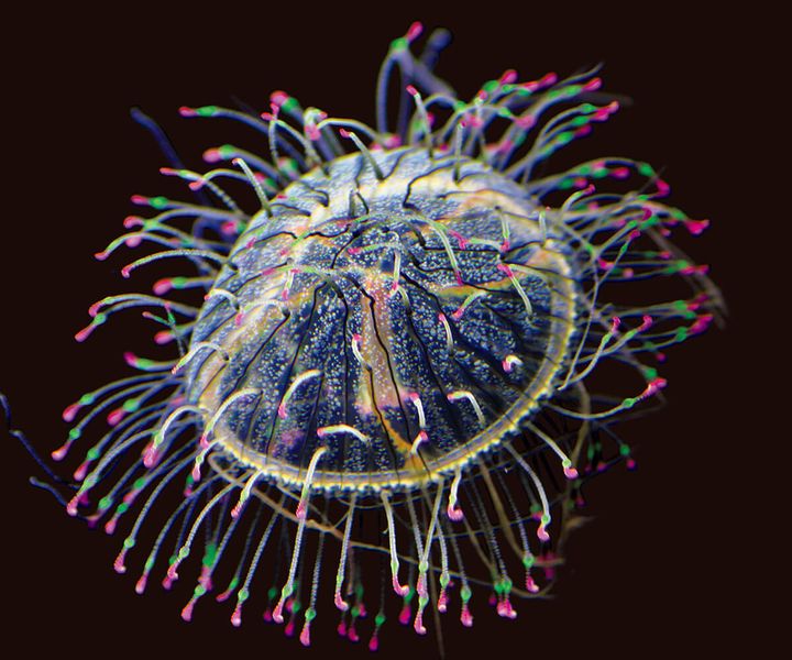 ハナガサクラゲ