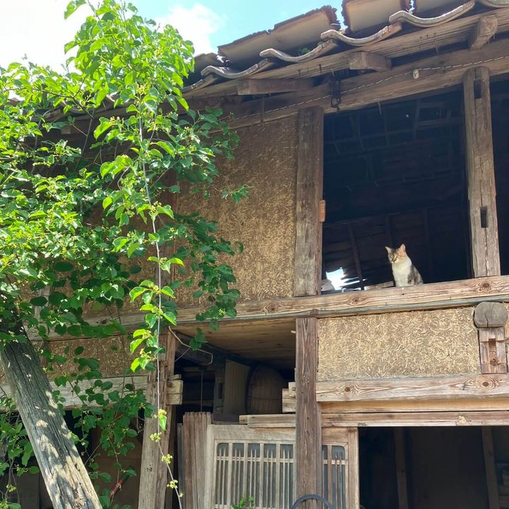 空き家の2階から外を眺める三毛猫のおこめちゃん