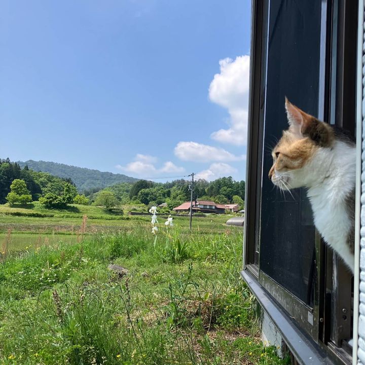 家から外を見つめる三毛猫のおこめちゃん