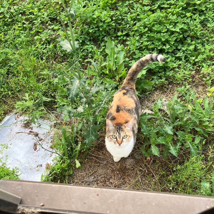 お家に帰ってきた三毛猫のおこめちゃん
