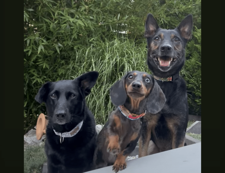 写真を撮られるのが好きな犬たち、ソワソワしたり、ポーズを決めたりみんな可愛い！