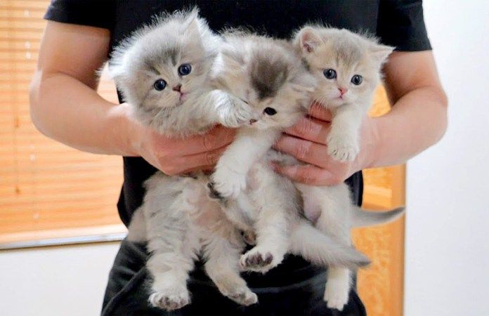 連行される子猫達