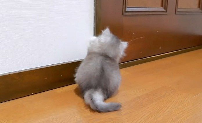 脱走しようとする子猫