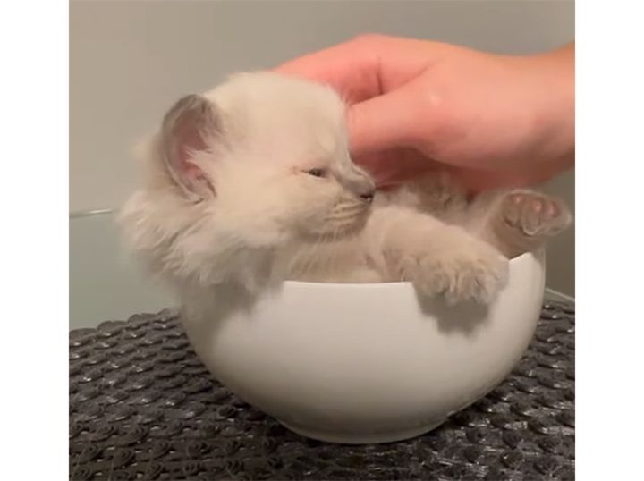 ボウルの中に収まっちゃうよ！ ふわふわスープ、じゃなくて子猫！
