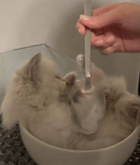 ボウルの中に収まっちゃうよ！ ふわふわスープ、じゃなくて子猫！