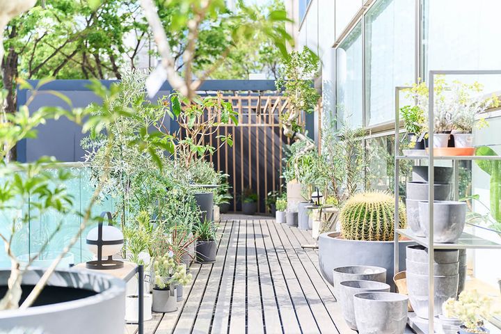 テラスに並ぶグリーンは基本ベランダで育てるのに向いているもの