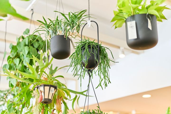場所をとらず一人暮らしにも取り入れやすいハンギングに合う品種もたくさん