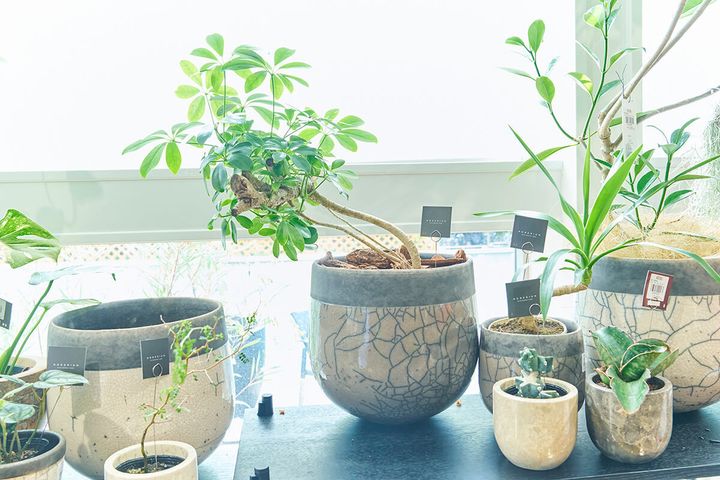 同じ品種でもインテリアに合う樹形がセレクトされている