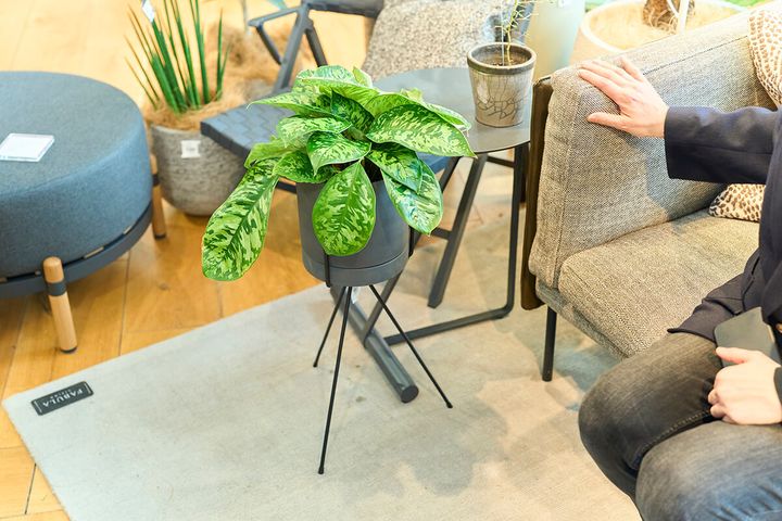 選んだグリーンが一番インテリアに映える置き方や花器を提案してくれる