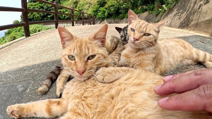 撫でられる猫達