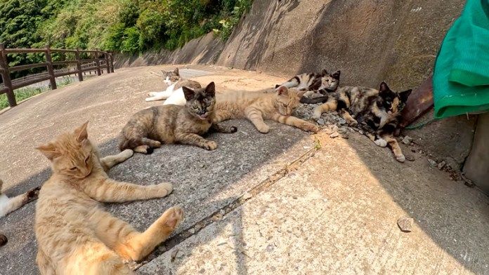 バリケードを作る猫達