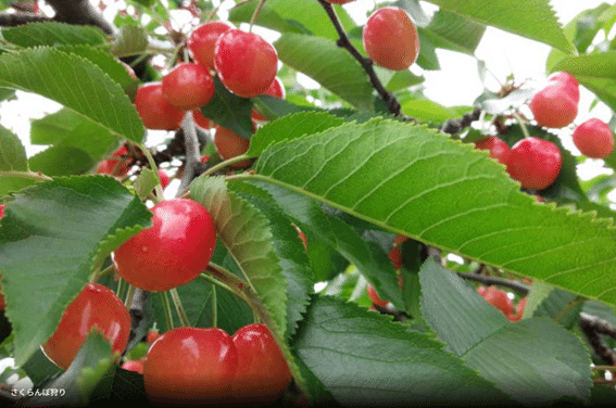 さくらんぼ狩りイメージ画像