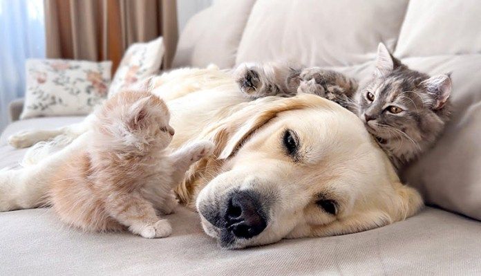 先住犬に絡む子猫達