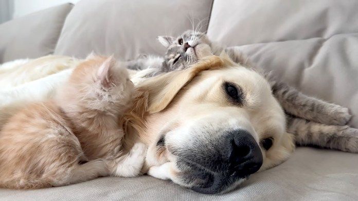 先住犬に絡む子猫達