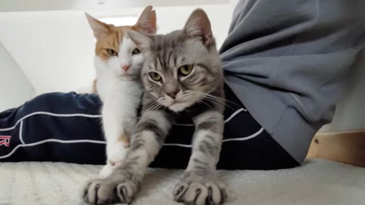 飼い主の膝を2匹で分割統治、お前があっちで私がこっちで