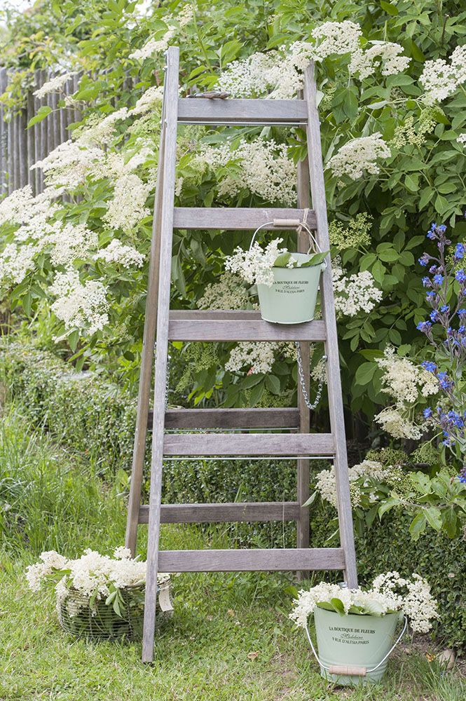 セイヨウニワトコ