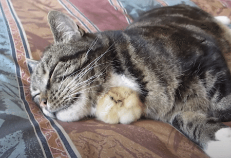 ヒヨコ「いいトコ見っけた！」そこで寝るの!?