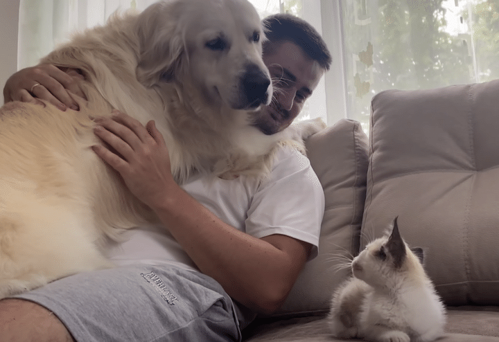 「知らない子がいるよ!?」子猫に怯えるゴールデンレトリバー