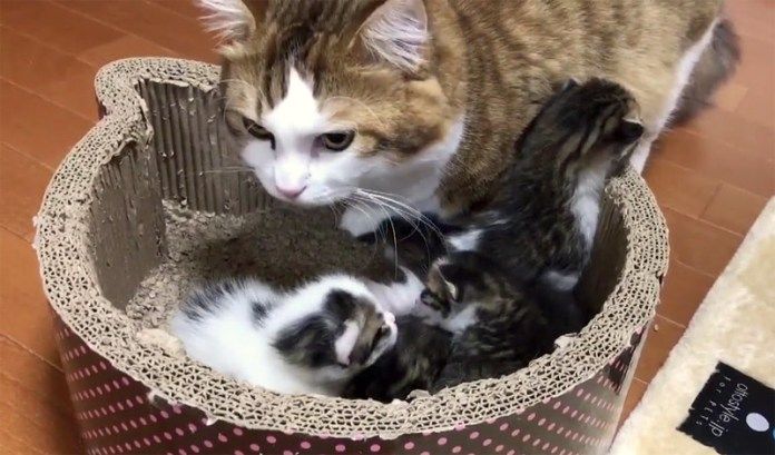 子猫達を見守る父猫