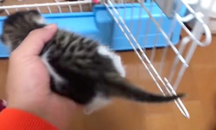 子猫を運ぶお父さん