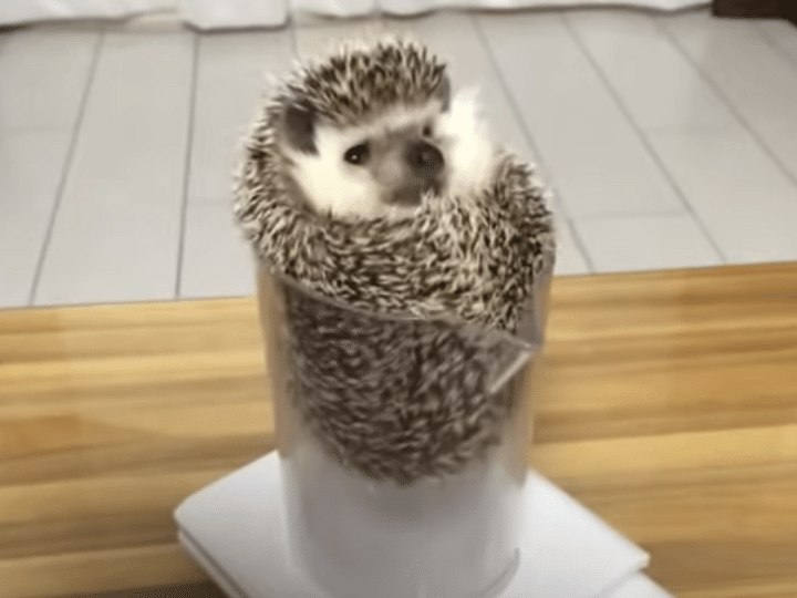 なんだかジワるw 計量カップに吸い込まれるハリネズミ。