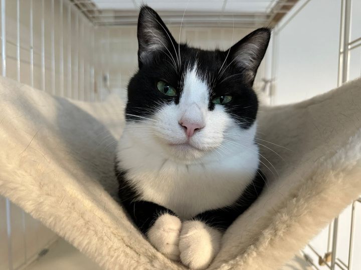 黒白ハチワレ猫の福くん