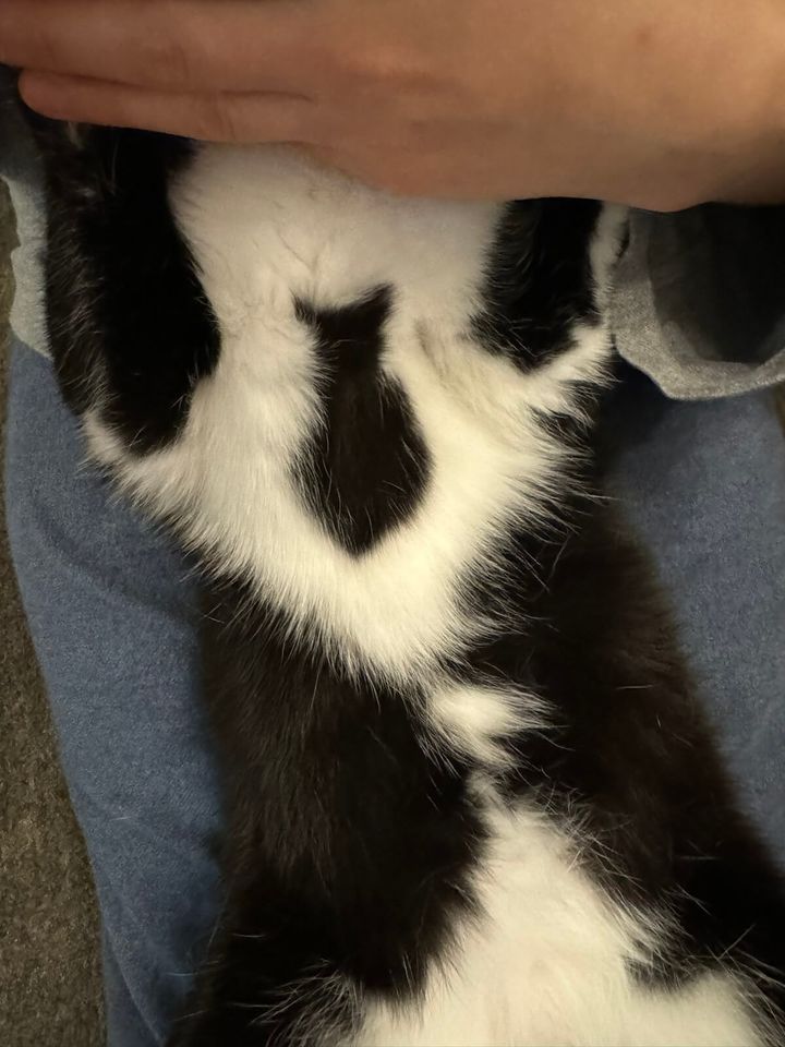 お腹に黒猫模様がある猫ちゃん