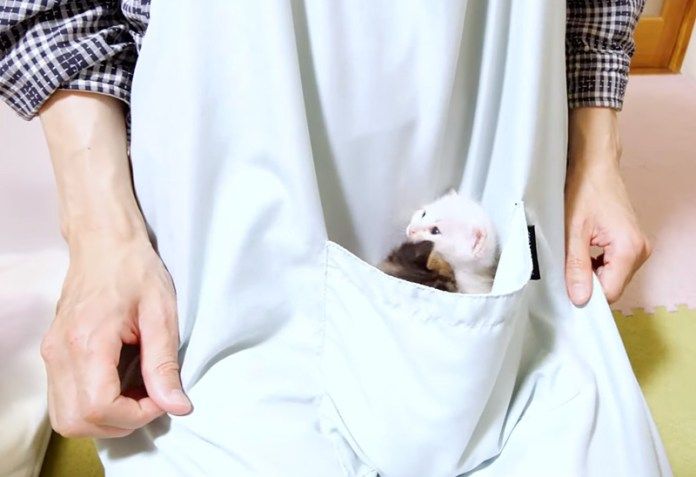 ポケットに入った子猫達