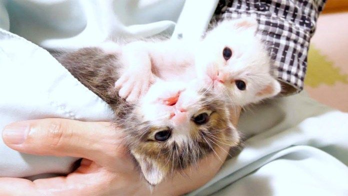 ポケットでじゃれる子猫達