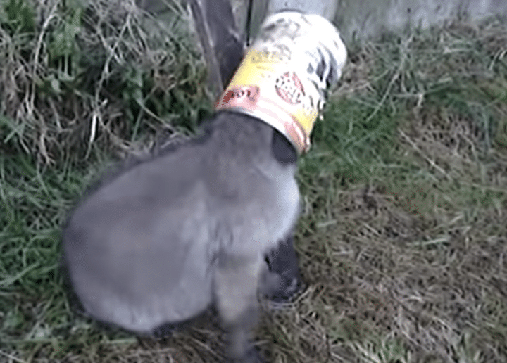 ぬ、抜けない。頭にすっぽり空き缶が！ 助けてあげると可愛い子が